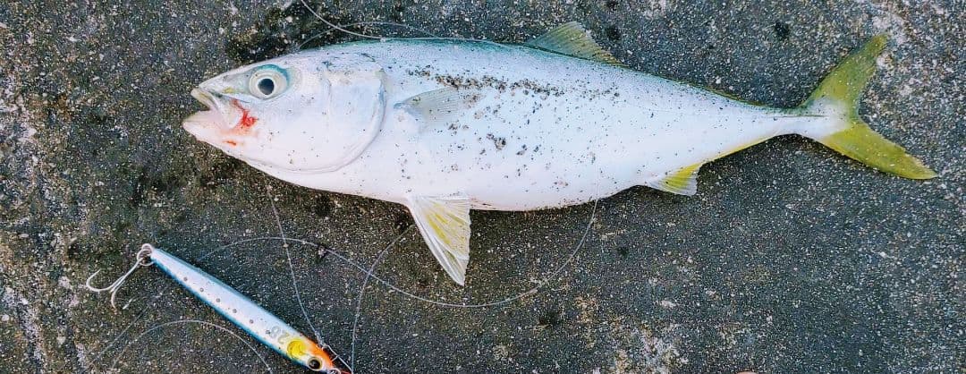 レア商品！新品未開封よく釣れるダイソーメタルジグ28g＆40g257個セット！