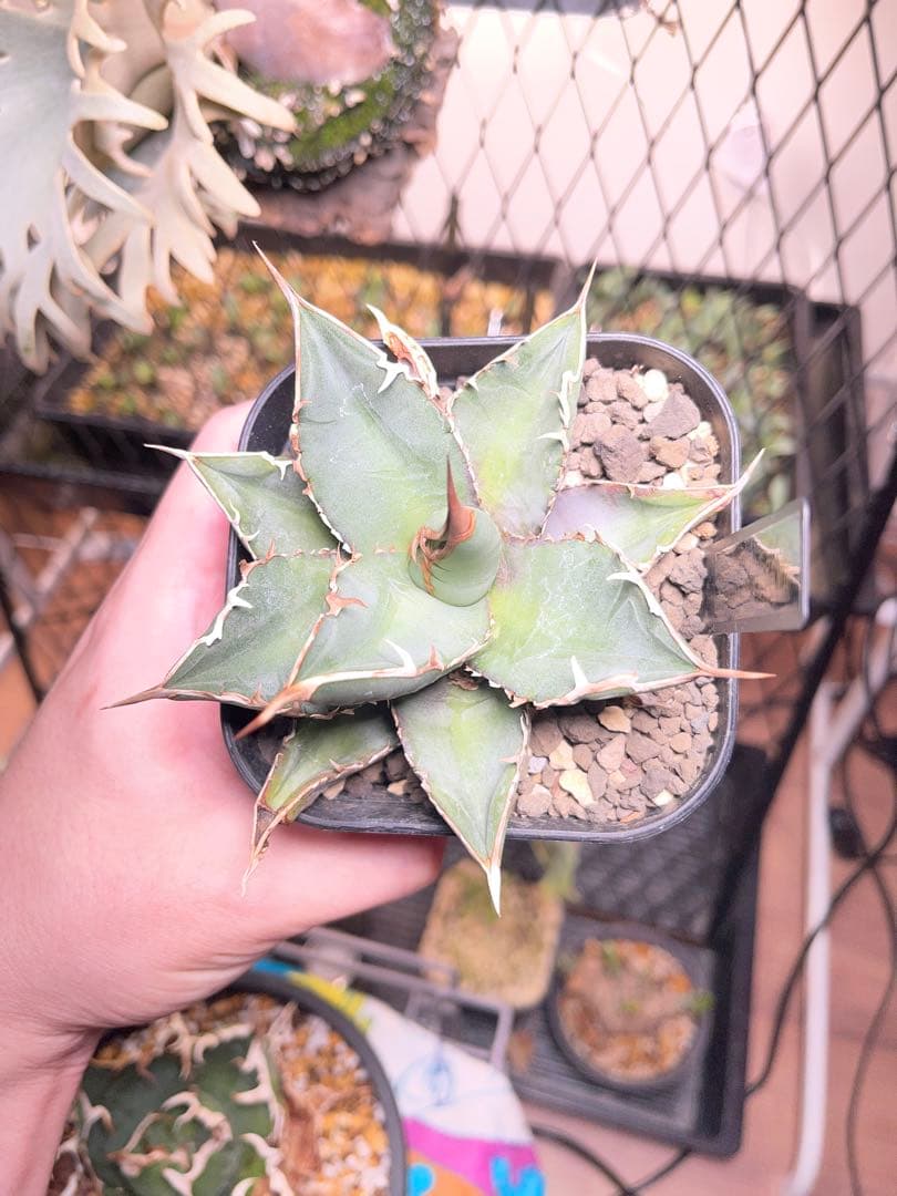 アガベ　チョコレートキス　中株