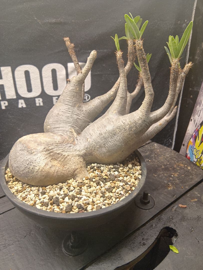 パキポディウム　グラキリス