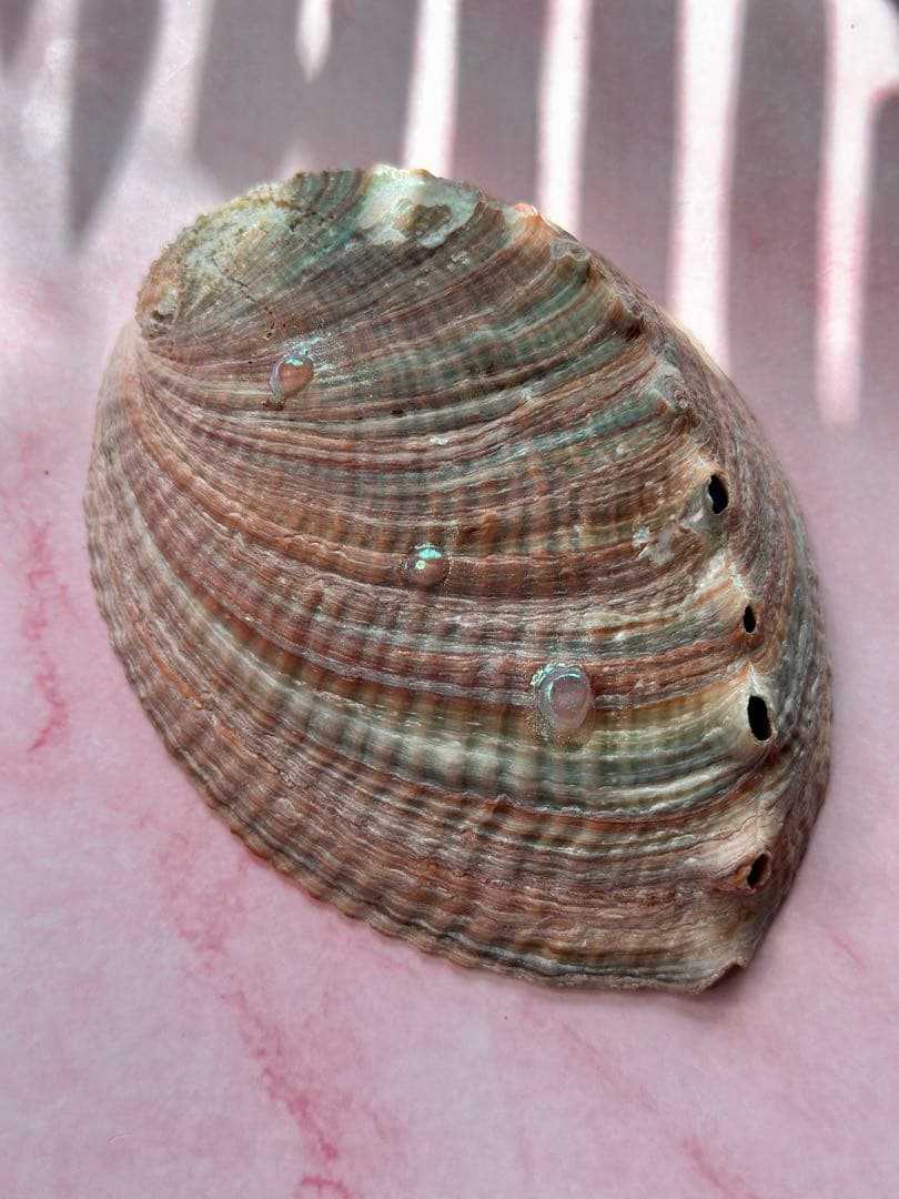 鮑のアクセサリートレイ+ビーチケーキスタンド