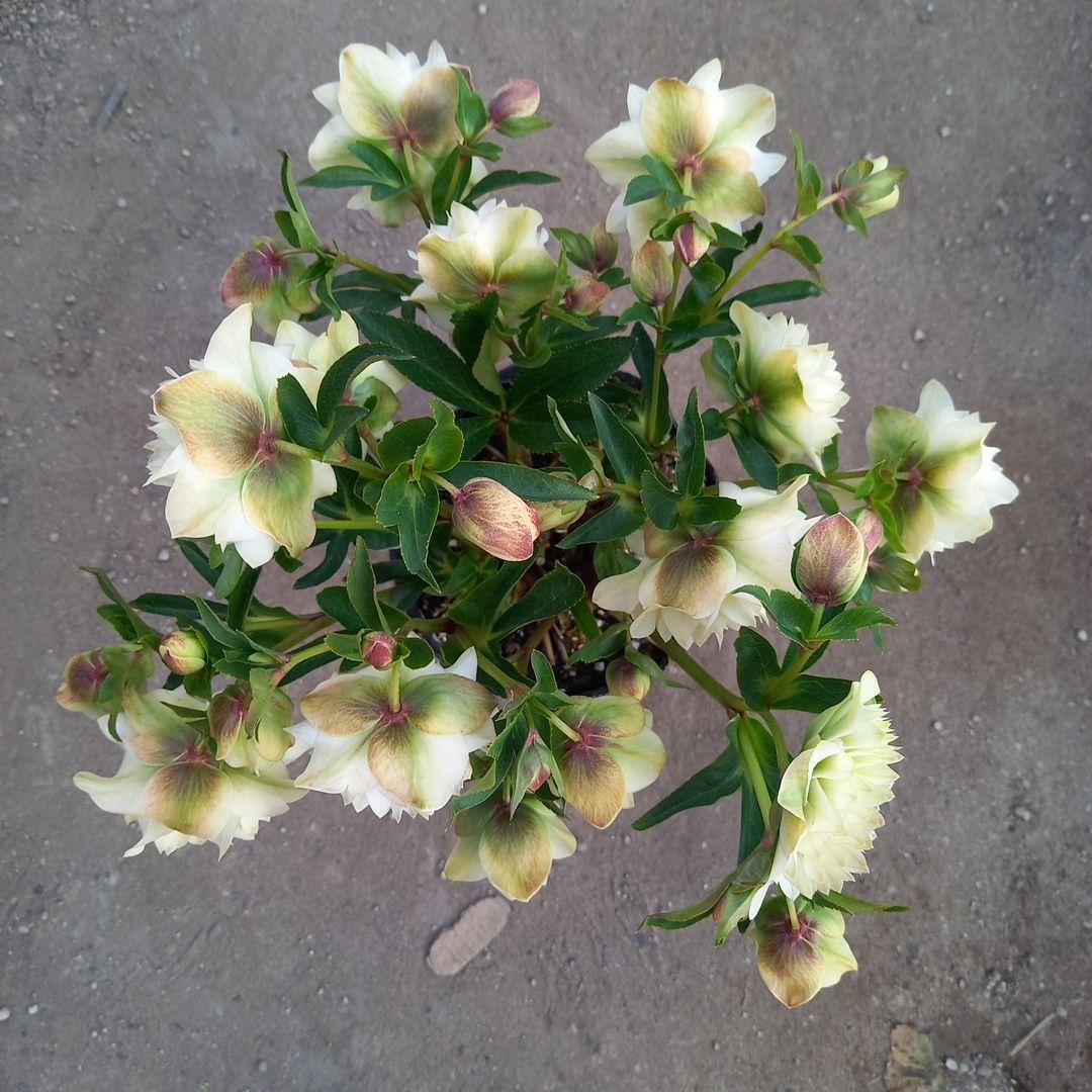 専用、火曜日まで！クリームイエロー多弁咲き⭐クリスマスローズ、大苗、開花株