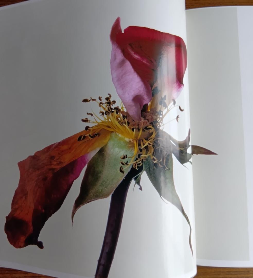 「花」 浅井慎平写真集　大型本 – 1991年　サンリオ