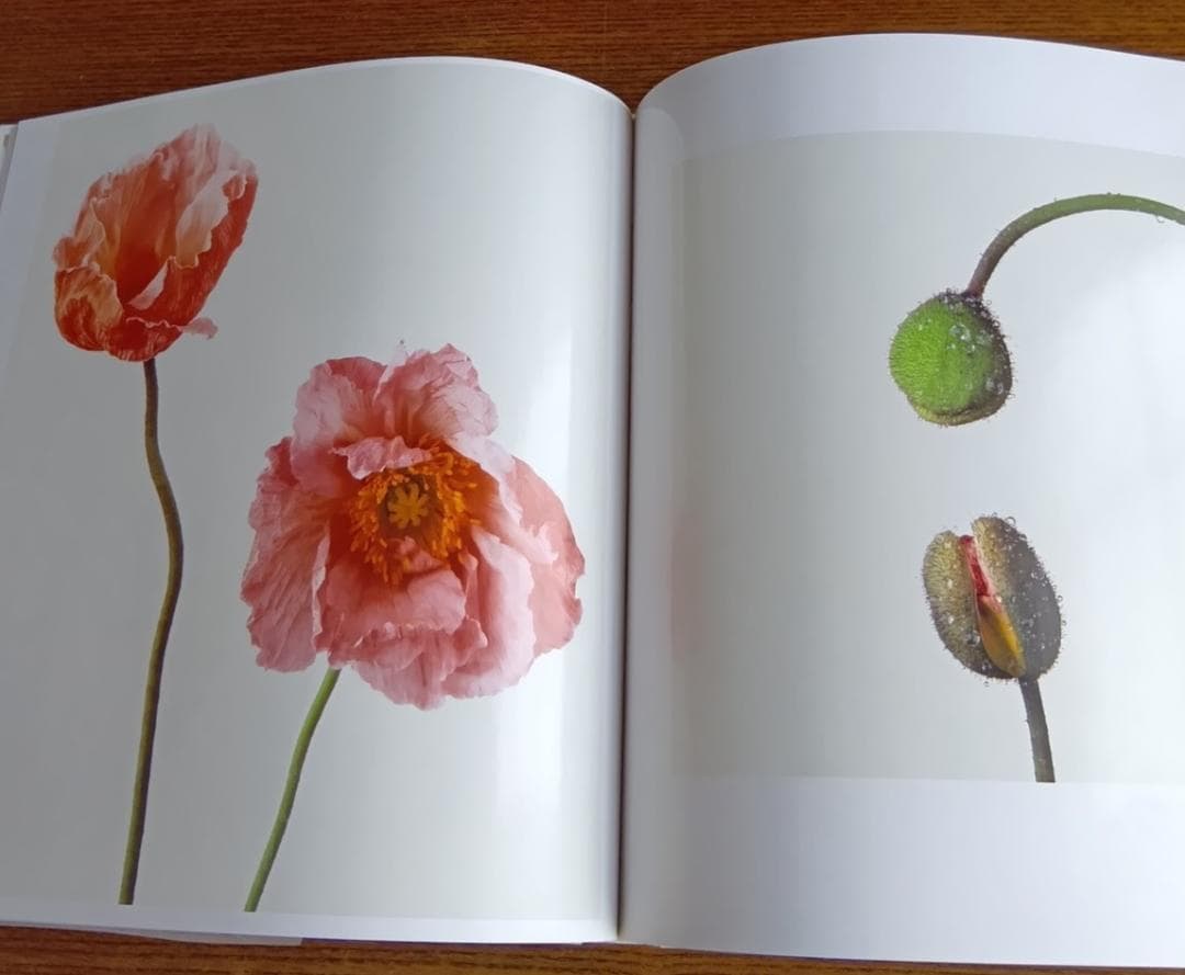 「花」 浅井慎平写真集　大型本 – 1991年　サンリオ