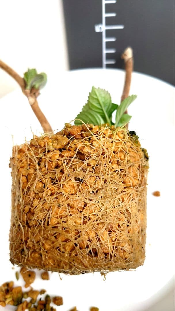 お問い合わせ様以外のご購入はご遠慮ください‼️