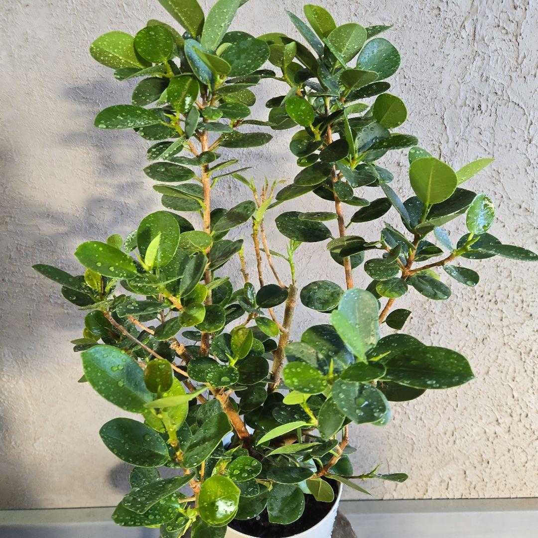 ⑥　パンダ　ガジュマル　7号 特大苗木　最高等級