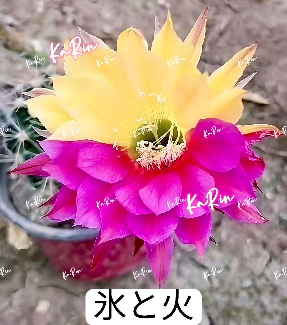 111-chii465商品　花サボテン　カキコ