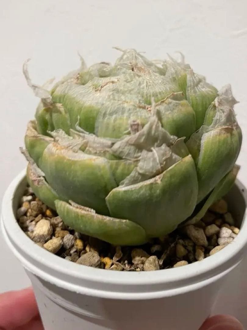 大株　ロックウッディ　ワイドリーフ　希少