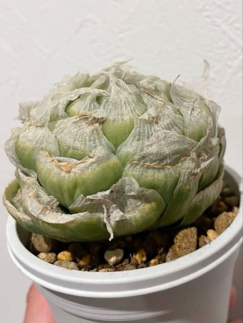 大株　ロックウッディ　ワイドリーフ　希少