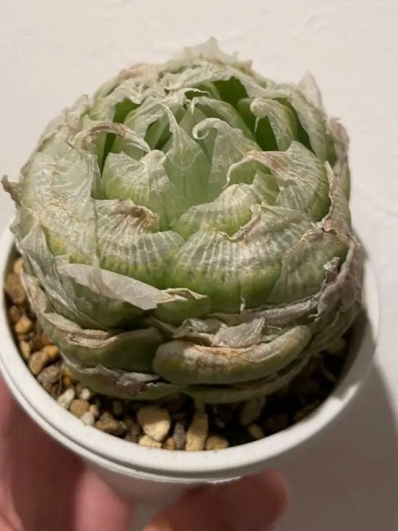 大株　ロックウッディ　ワイドリーフ　希少