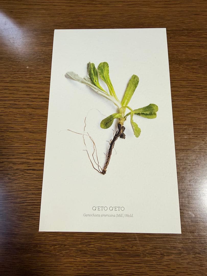 【非売品】世界1位レストラン Central（セントラル）リマ 本店 お土産本