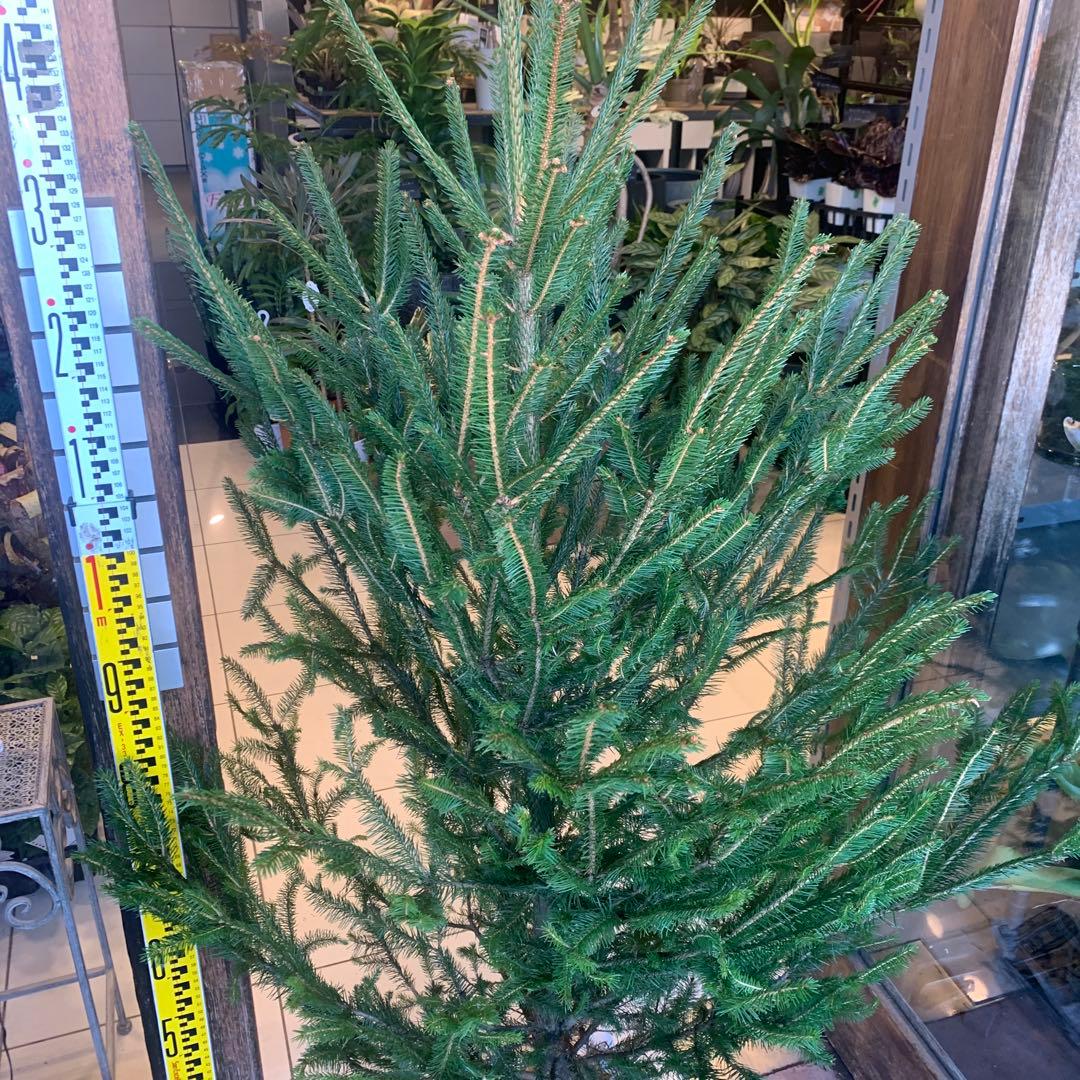 もみの木　モミのキ　苗木　170cm