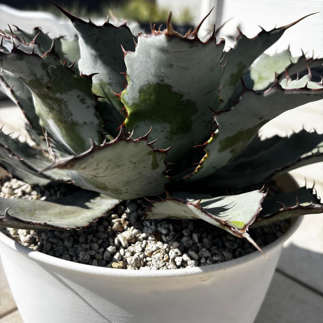 アガベ　グアダラハラナ　レオン　大株　鉢のままメルカリ便で発送　ドライガーデン