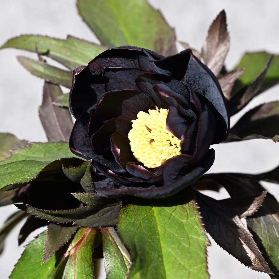 クリスマスローズ グロス交配 ブラックダブル 開花株