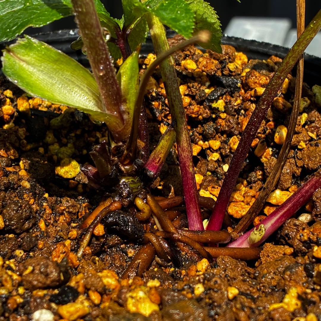 3844☘️2年間管理株☘️特殊花弁☘️特別質感☘️キラキラ光るメタル系の赤☘️充実株☘️