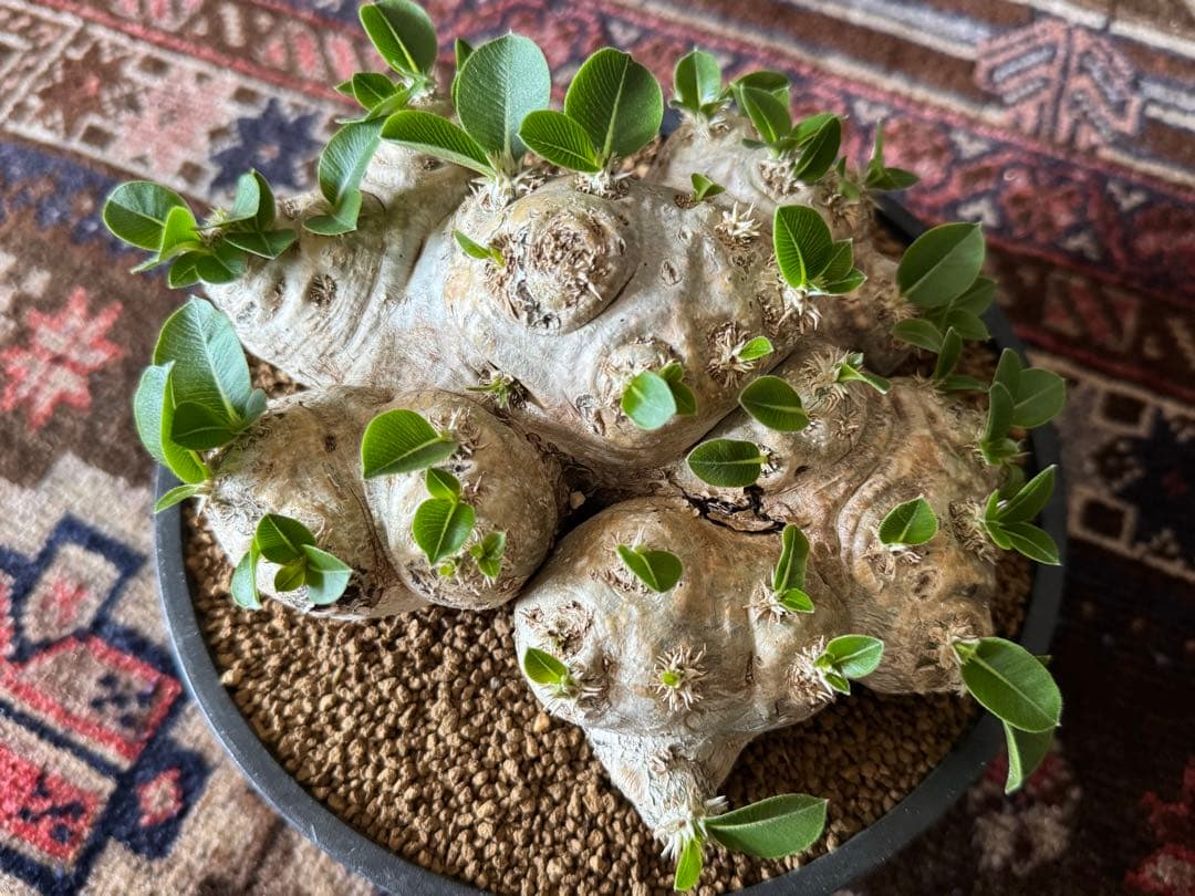 【古大型株】 恵比寿笑 パキポディウム ブレビカウレ 現地球 塊根植物