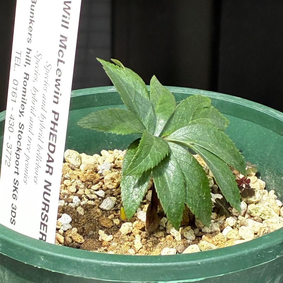 912☘️新芽いっぱい☘️2年間管理☘️限定一株☘️WM直筆タグ付☘️超希少☘️原生地採取☘️