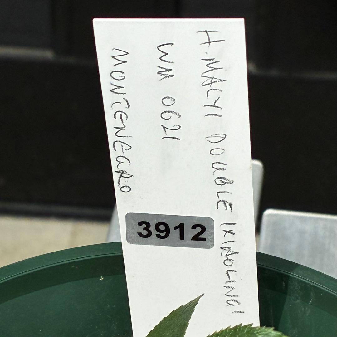 912☘️新芽いっぱい☘️2年間管理☘️限定一株☘️WM直筆タグ付☘️超希少☘️原生地採取☘️