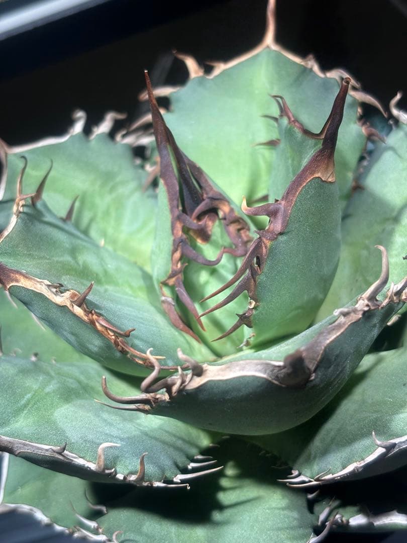 特出！アガベチタノタ毒液（極上株）超S級良形狂棘superヴェノム激レア大株