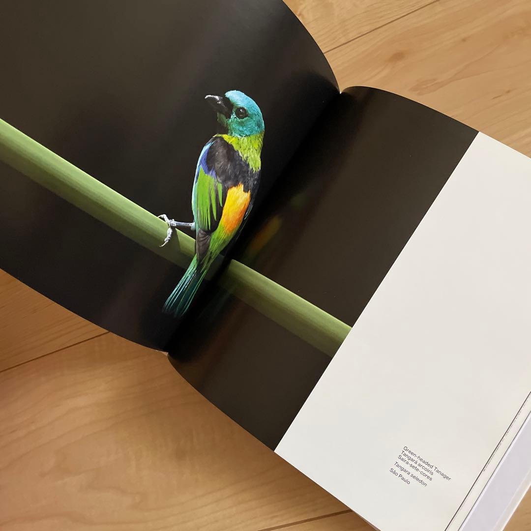 birds of brazil ブラジル 野鳥 写真集