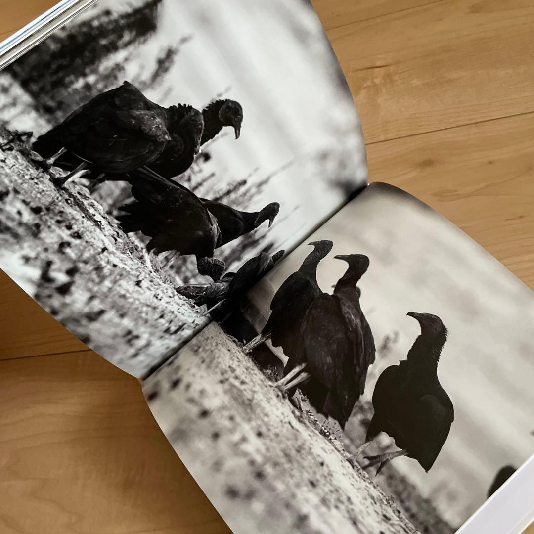 birds of brazil ブラジル 野鳥 写真集