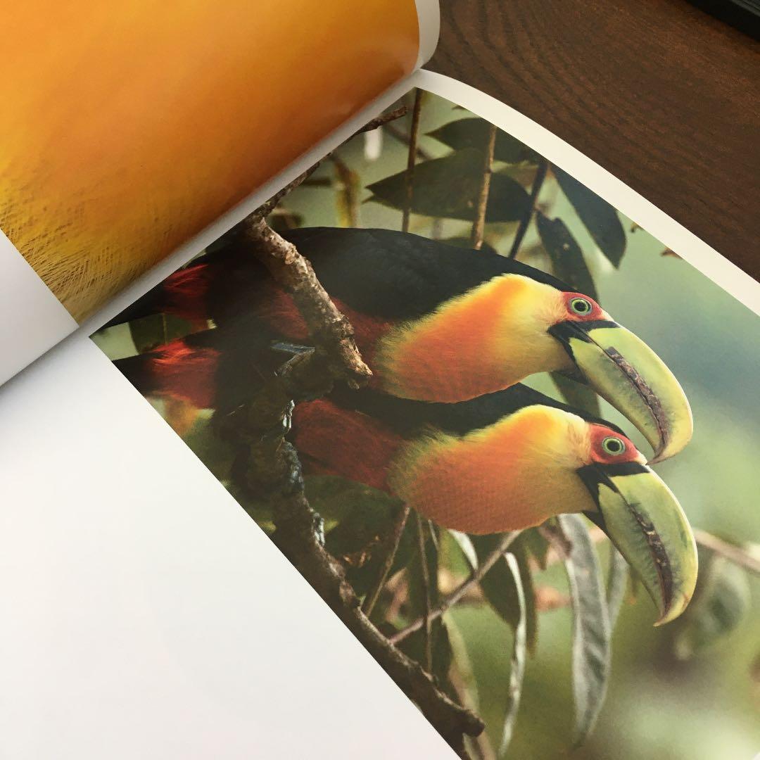 birds of brazil ブラジル 野鳥 写真集