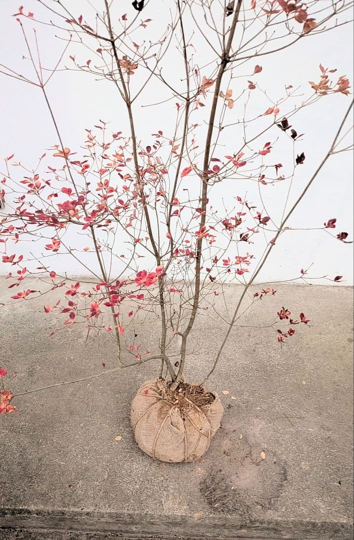 山採りドウダンツツジ。