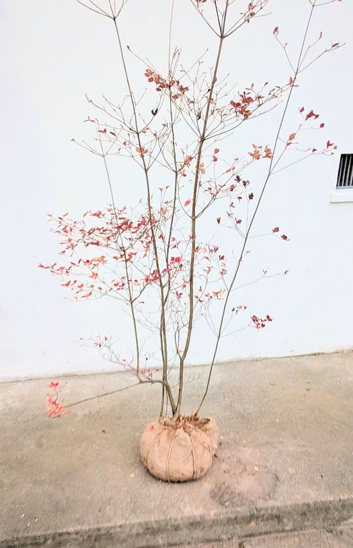 山採りドウダンツツジ。