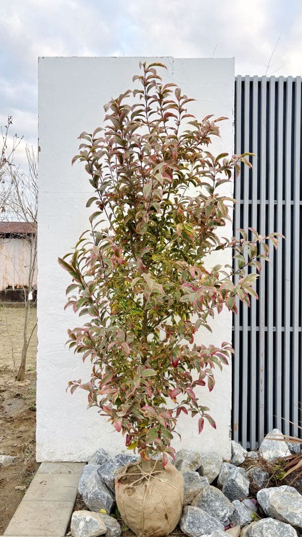 大人気！トリカラー自然樹形2.3M(鉢底から)