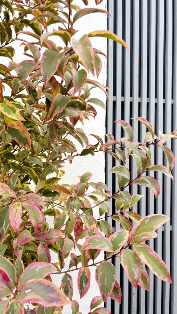 大人気！トリカラー自然樹形2.3M(鉢底から)