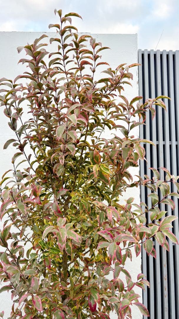 大人気！トリカラー自然樹形2.3M(鉢底から)