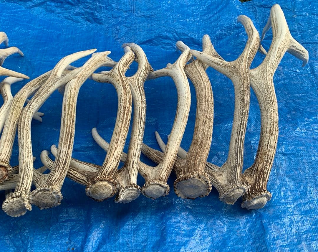 No.2094『鹿角16本セット』鹿の角　エゾ鹿　鹿角　蝦夷鹿