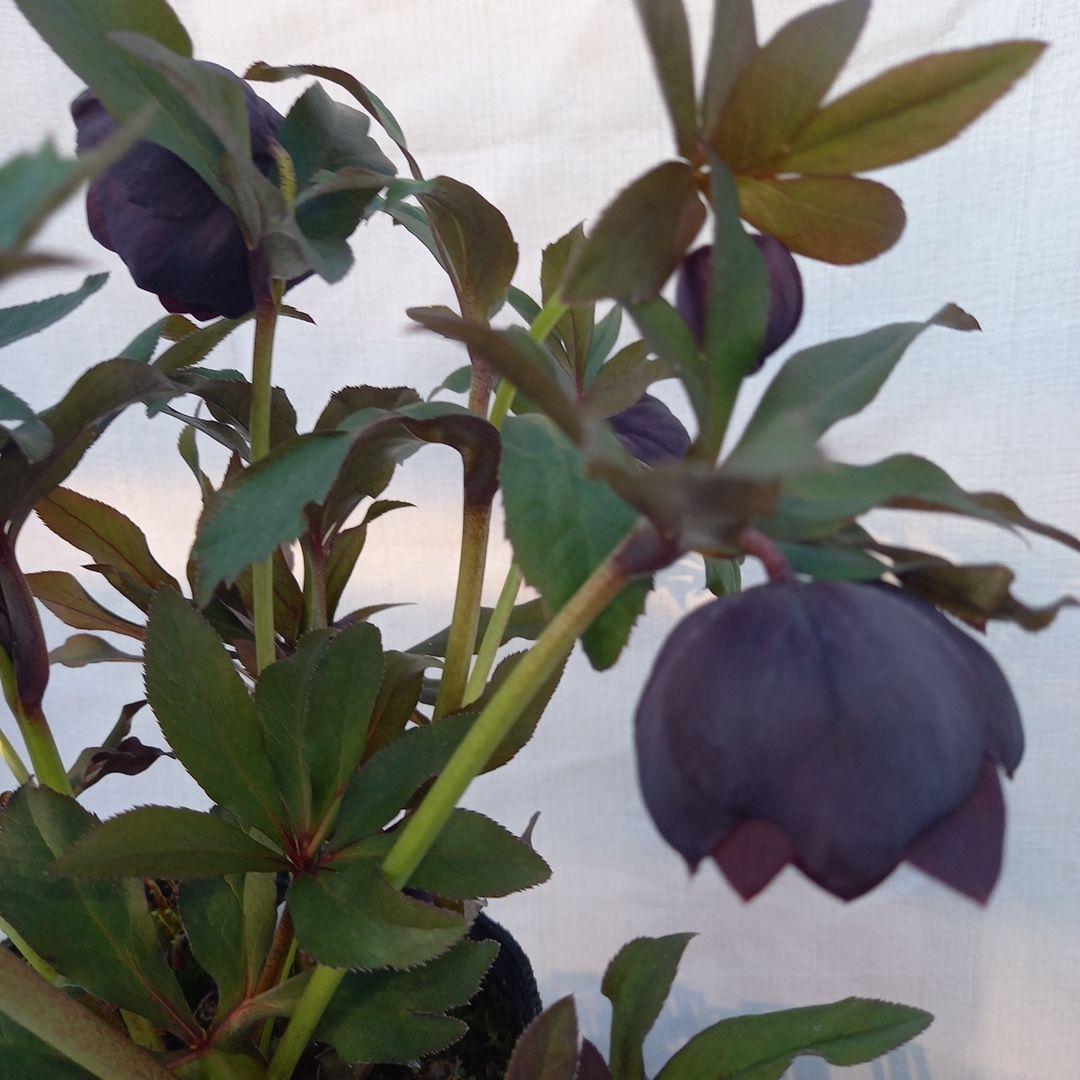 専用(同胞)　コロンとダーク系クリスマスローズ、大苗、開花株