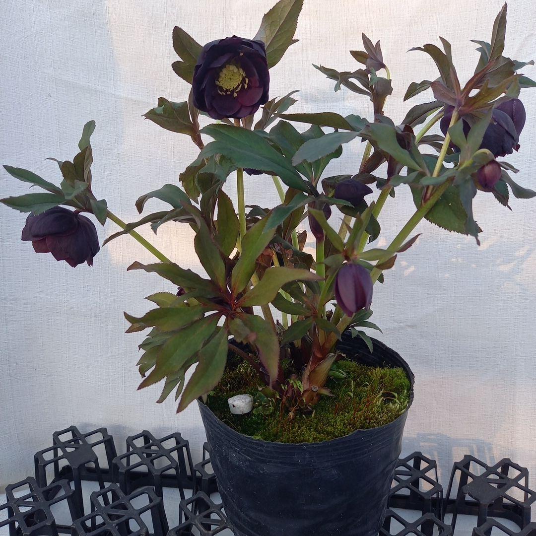 専用(同胞)　コロンとダーク系クリスマスローズ、大苗、開花株