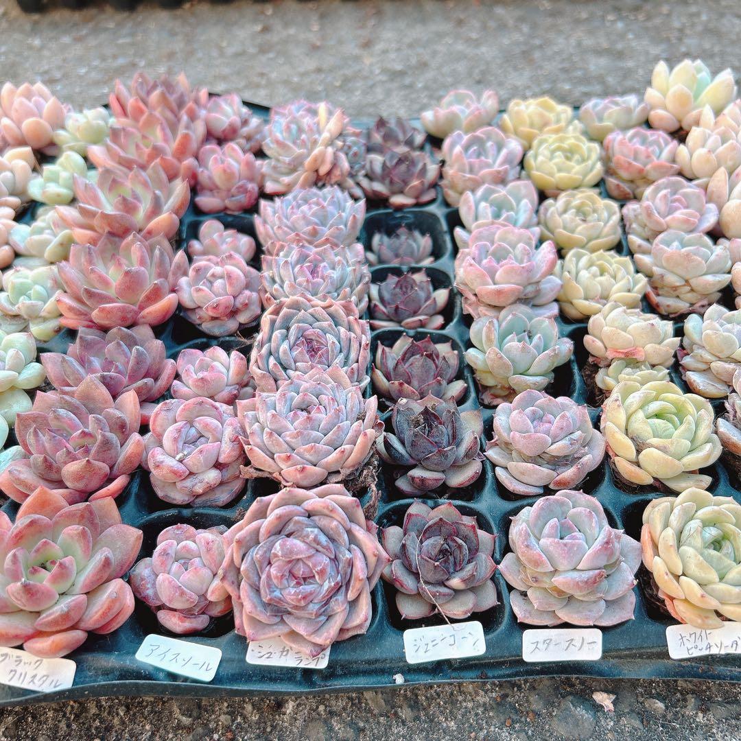 4. 多肉植物　エケベリア15品種　105苗セット