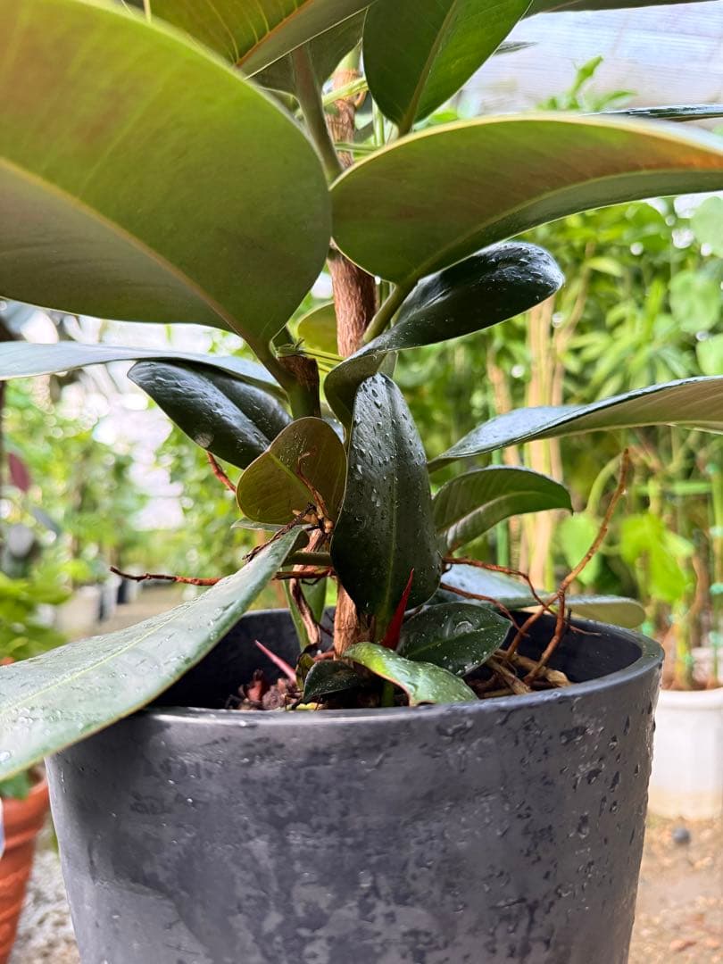 Bリピーター割価格【特級品】フィカス ソフィア 7号鉢 特大極上苗 葉付多