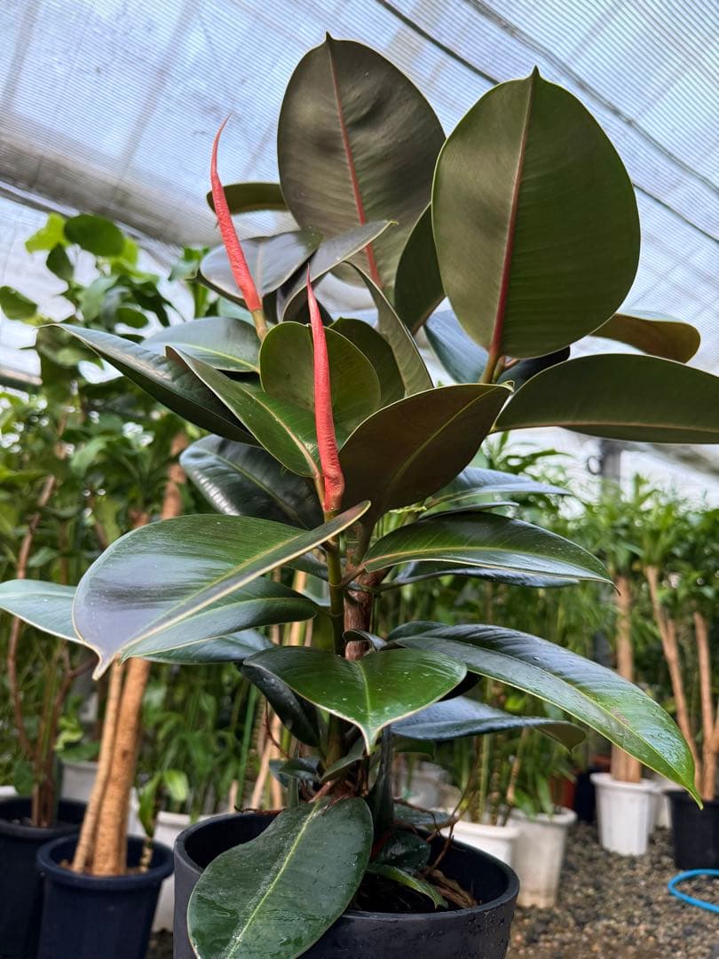 Bリピーター割価格【特級品】フィカス ソフィア 7号鉢 特大極上苗 葉付多