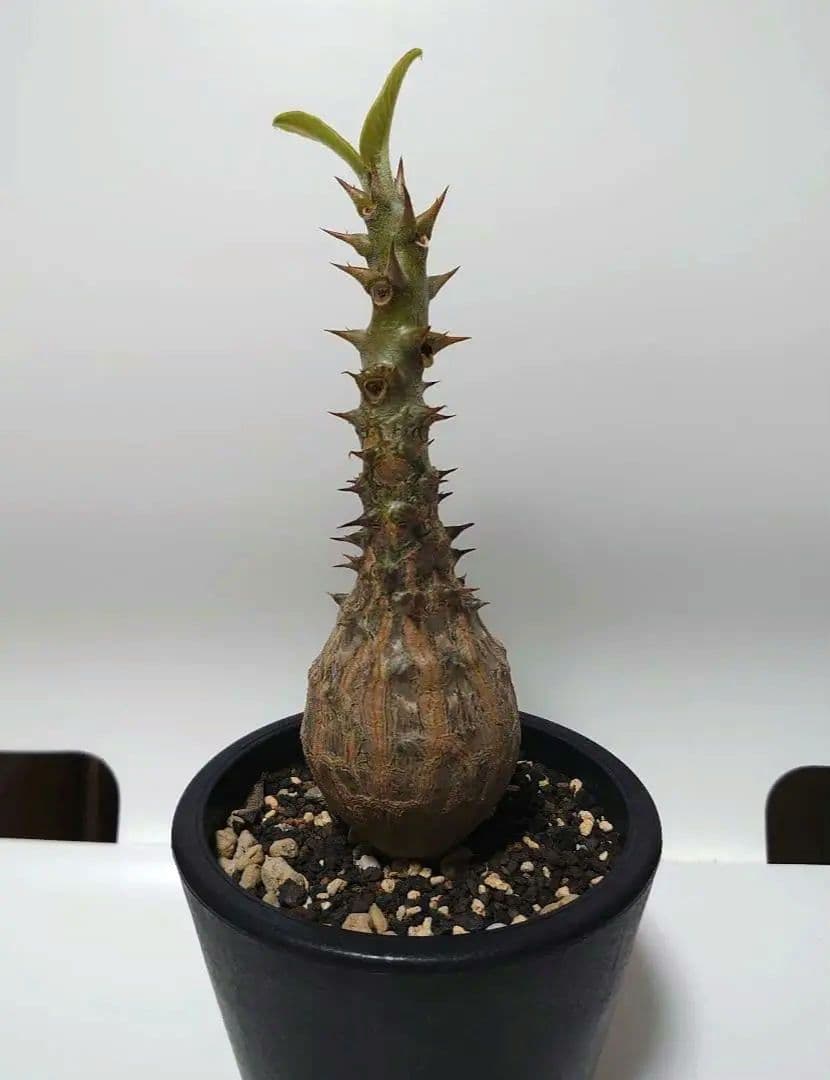 空ツバメ【希少種！】パキポディウム　ウィンゾリー　国内実生株　7年目　壺型