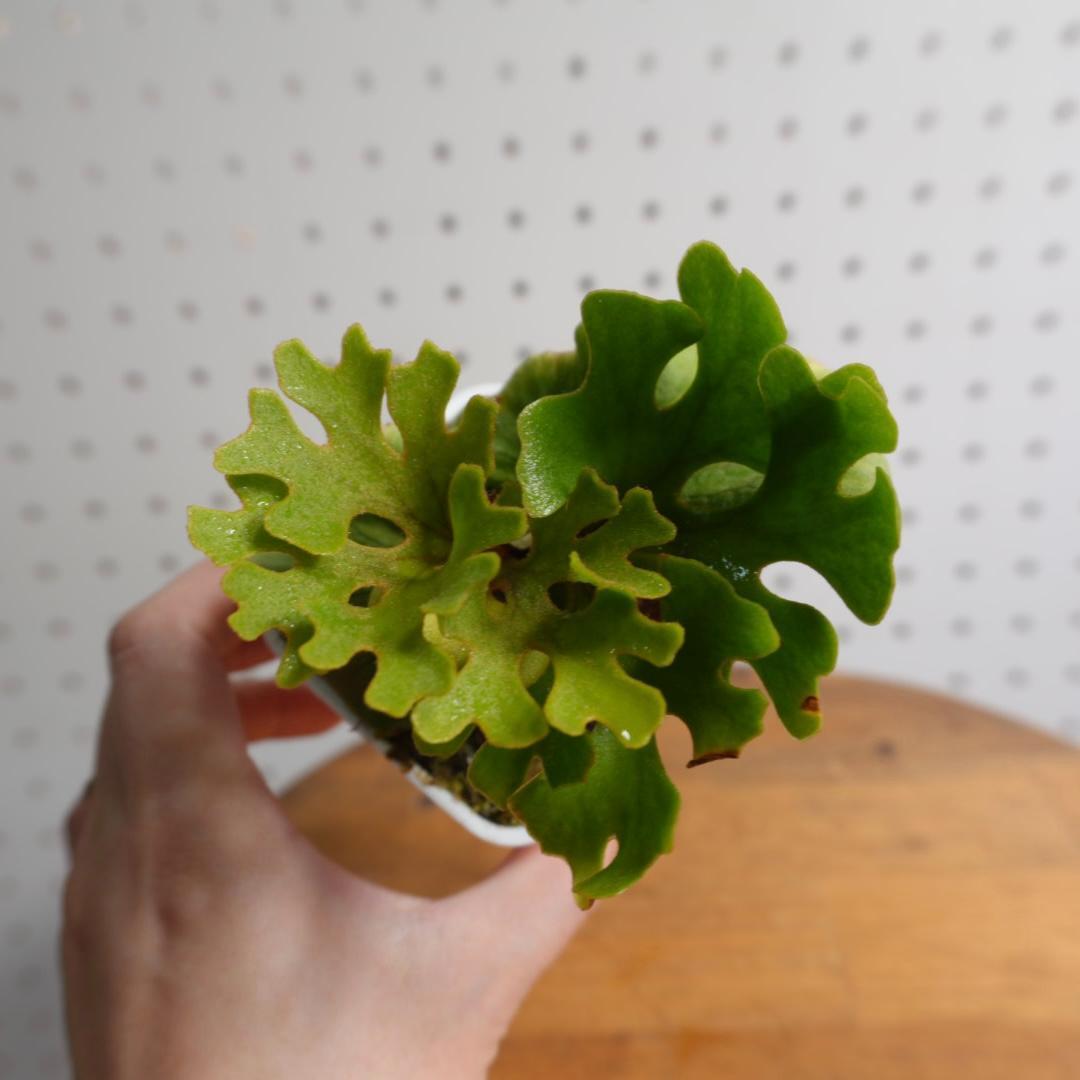 P.Ridleyi dwarf silver リドレイドワーフシルバー　20