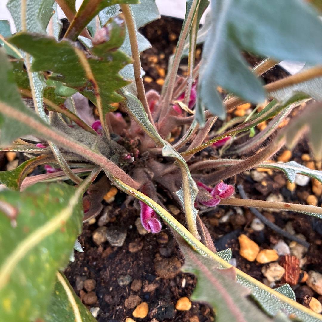 バンクシア　ガードネリ　レア