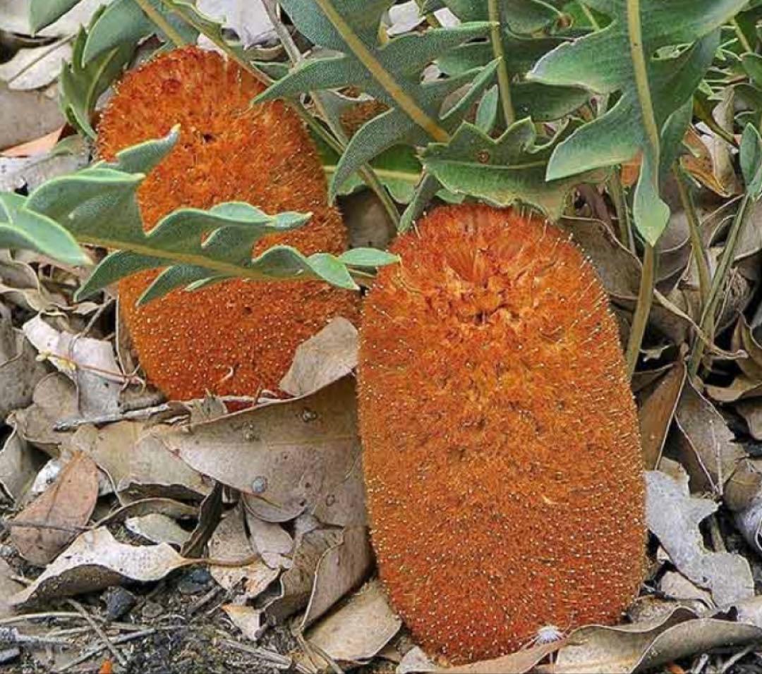 バンクシア　ガードネリ　レア