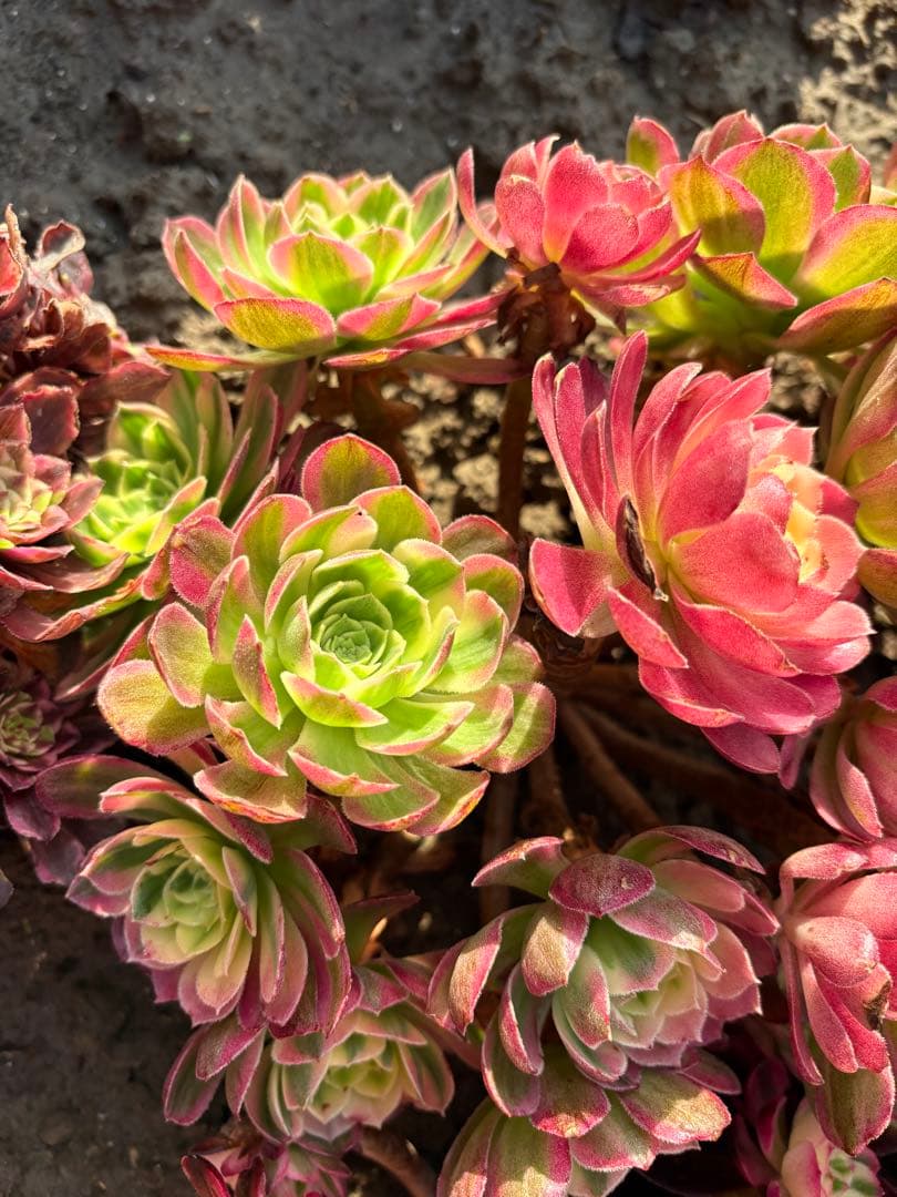 アエオニウム　海仙錦