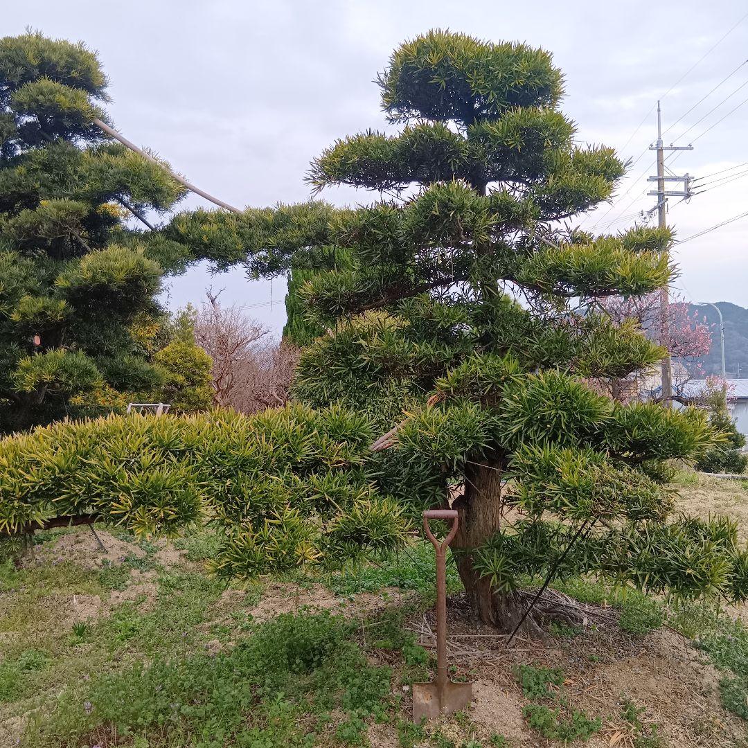 イヌマキ（高さ3.0メイトル）