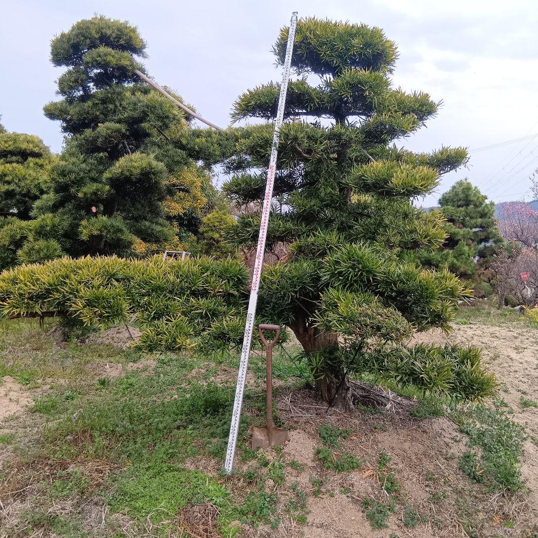 イヌマキ（高さ3.0メイトル）