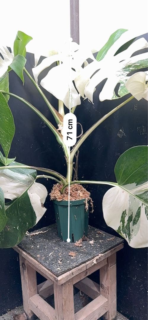 斑入りモンステラ ホワイトタイガー極美大株71cm白斑多