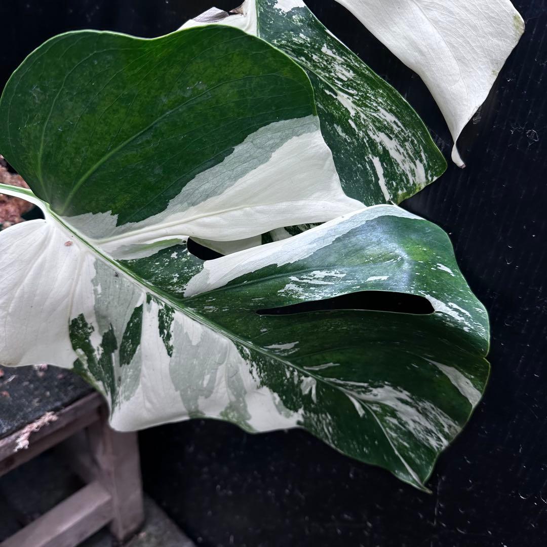 斑入りモンステラ ホワイトタイガー極美大株71cm白斑多