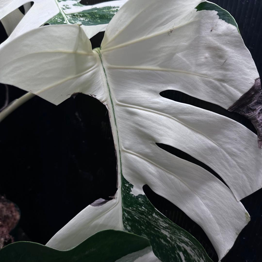 斑入りモンステラ ホワイトタイガー極美大株71cm白斑多