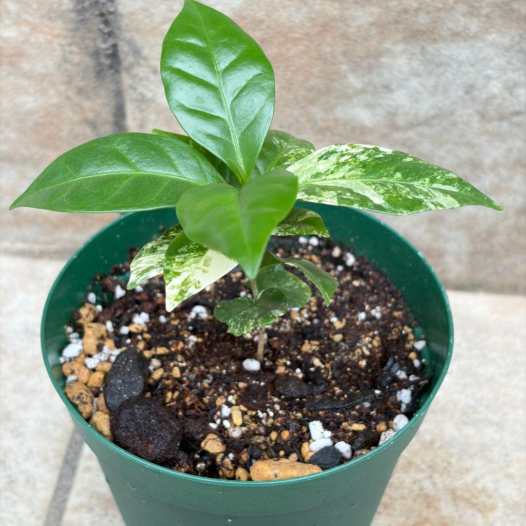 【セール】コーヒーの木　斑入り　約3号鉢　No.006　鉢、送料込