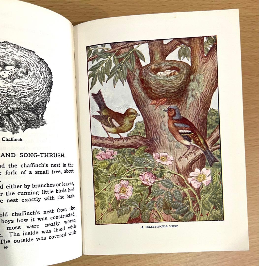 No.241 古書 洋書 児童書 植物·昆虫·動物·樹木·鳥·蝶·魚 図鑑 自然