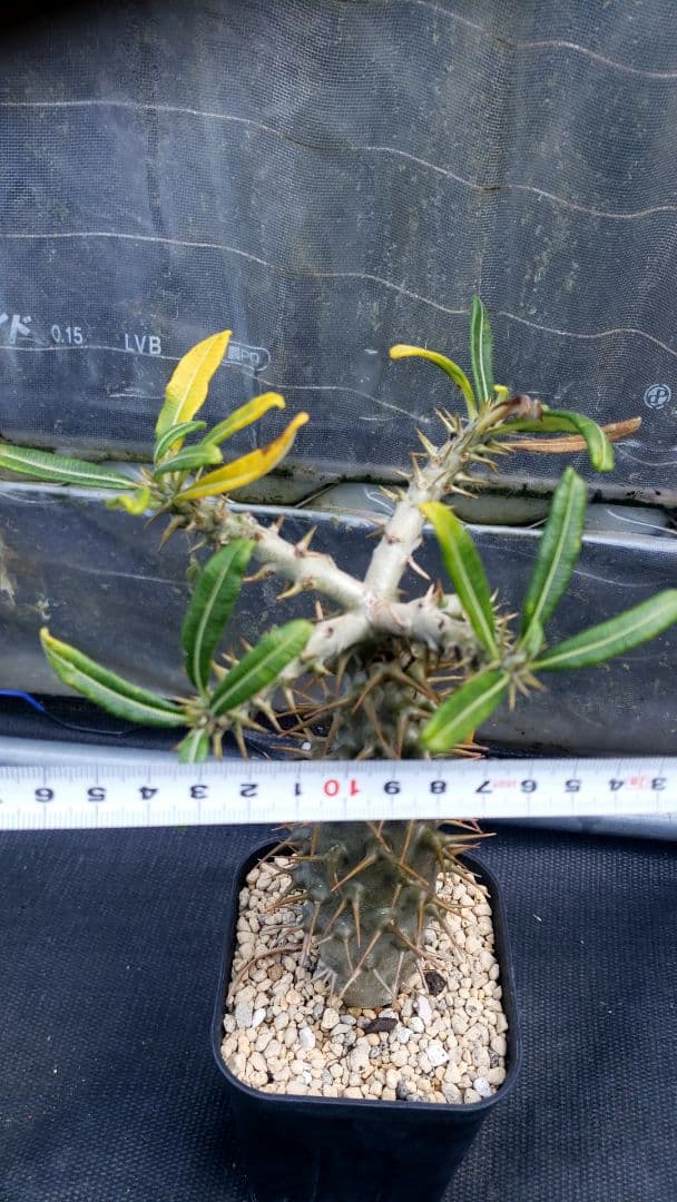 パキポディウム　アンボンゼンセ国内実生 開花株