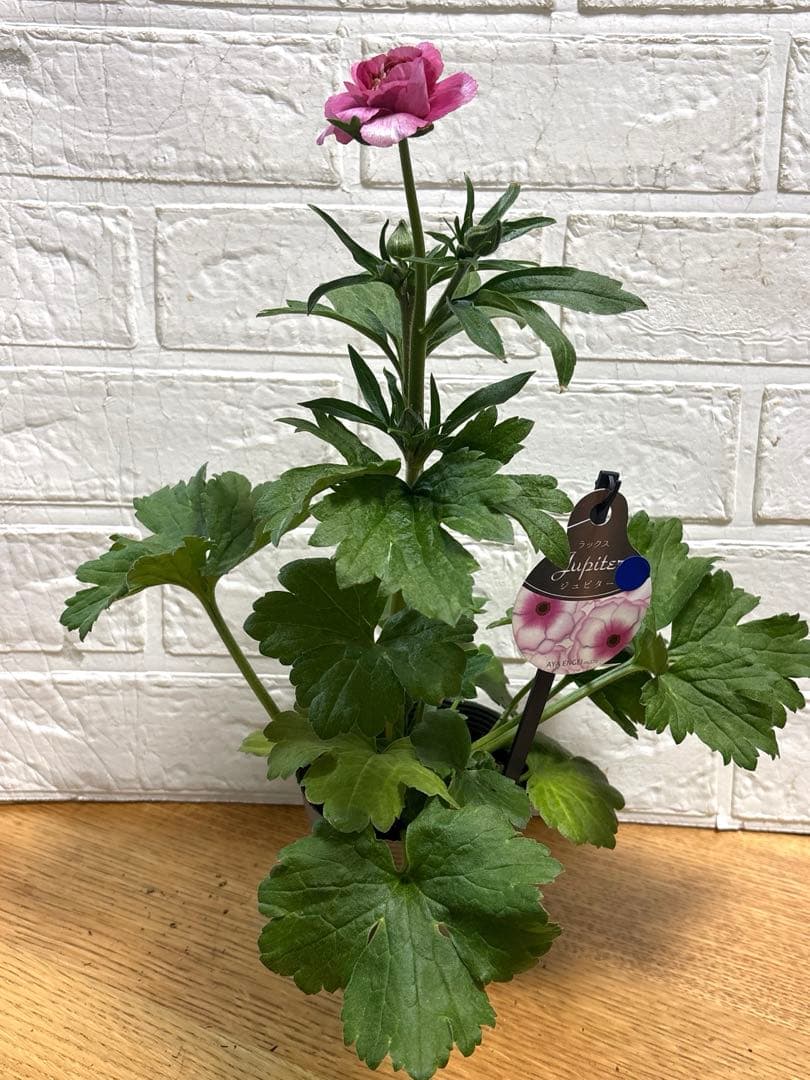 ラナンキュラスラックス♡ジュピター♡3.5号♡メルカリ便